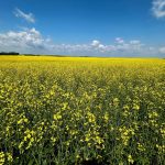 ICE Canada Weekly: Canola to move with the weather