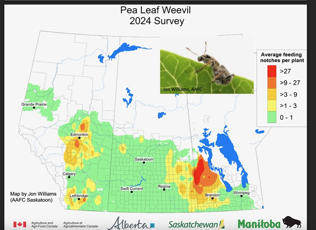 A map of the prairie provinces showing pea weevil incidence with a large red area along the Manitoba border with Saskatchewan indicating high pea weevil numbers in that area.