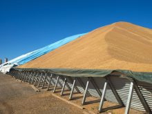 Chickpeas are stored outdoors in a massive pile partially covered by a tarp in NSW Australia.