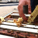 Beekeepers have a new option to help their hive health. Photo: Miranda Leybourne