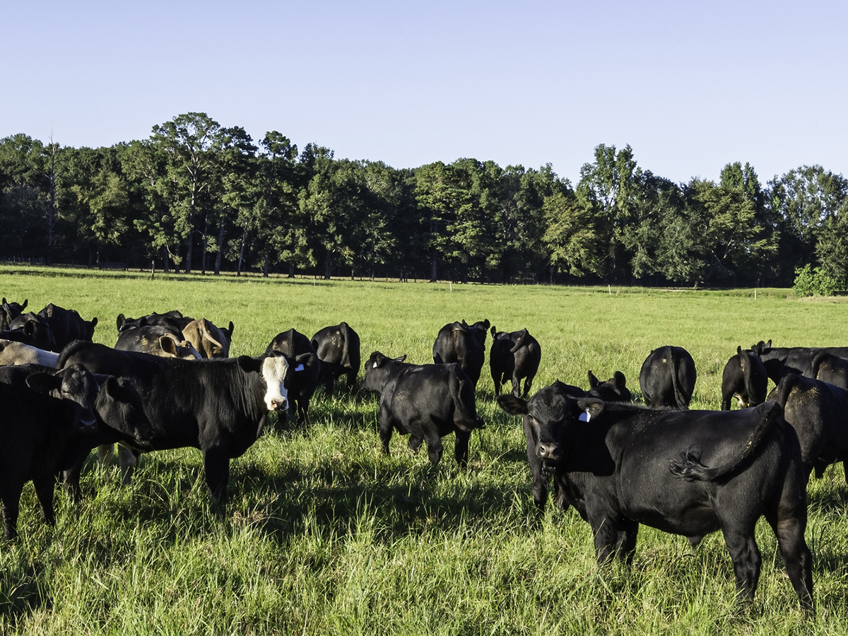 A herd of Angus and Angus crossbred bulls in a green pasture in late summer.