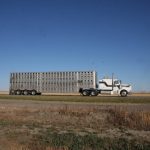A cattle transport truck rolls along on a highway against a clear blue sky backdrop.