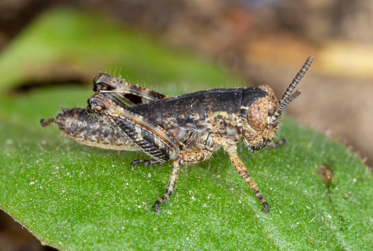 Close-up of a Bruner’s spur-throat grasshopper sitting on a leaf.