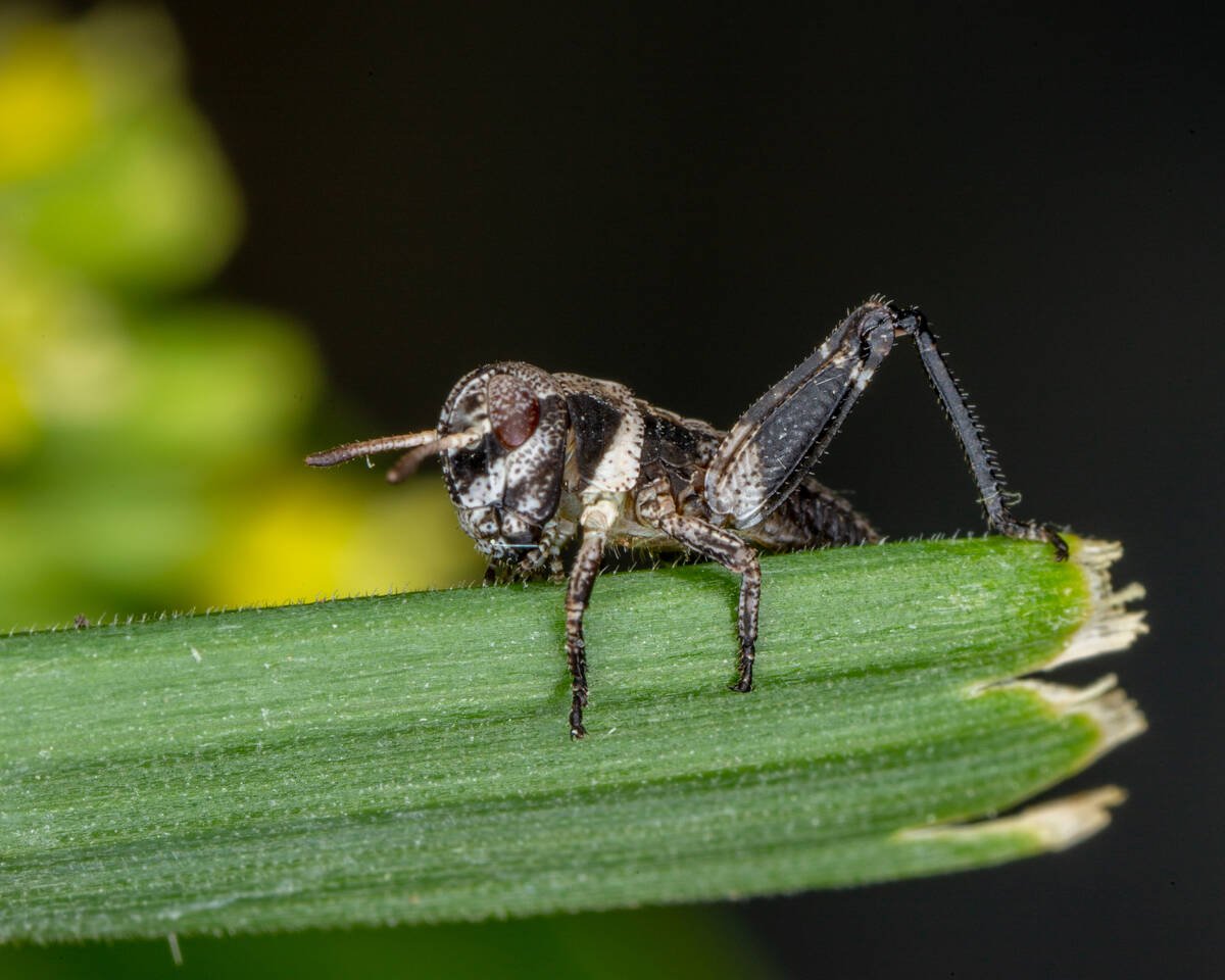 Close-up of a newly hatched clear-winged grasshopper.