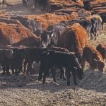 Calves feed on hay in a pen near their mothers.