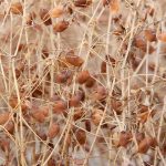 A red lentil crop west of Rosetown, Sask., in 2016.
