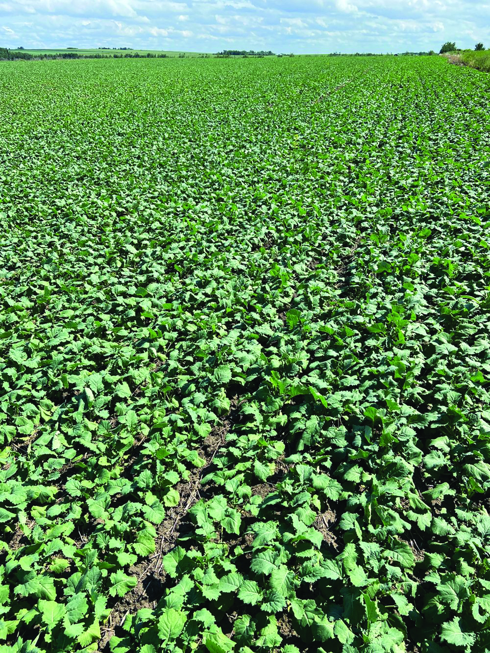 A large field of green leafy canola growing in rows under a partly cloudy sky.