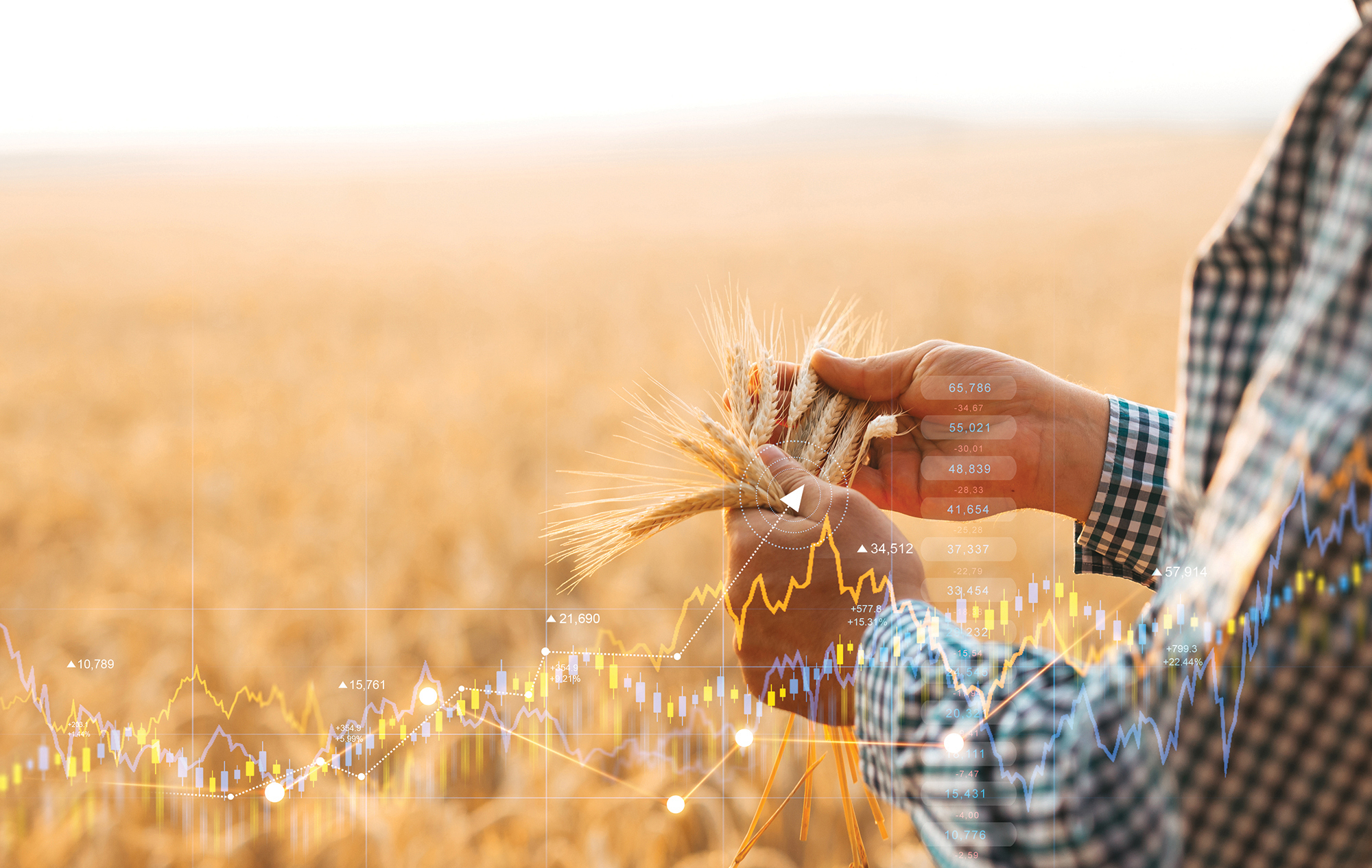 A person examines wheat in a field with financial graphs and stock data overlaid, illustrating the connection between agriculture and market trends.