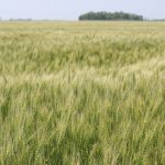 A spring wheat crop with some trees in the background.