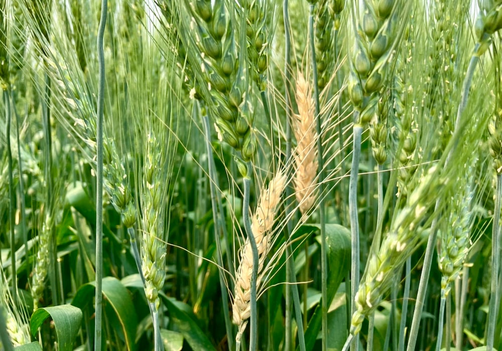 Fusarium-infected wheat heads in a wheat field near Stockholm, Sask., on July 20, 2024.  Photo: Greg Berg
