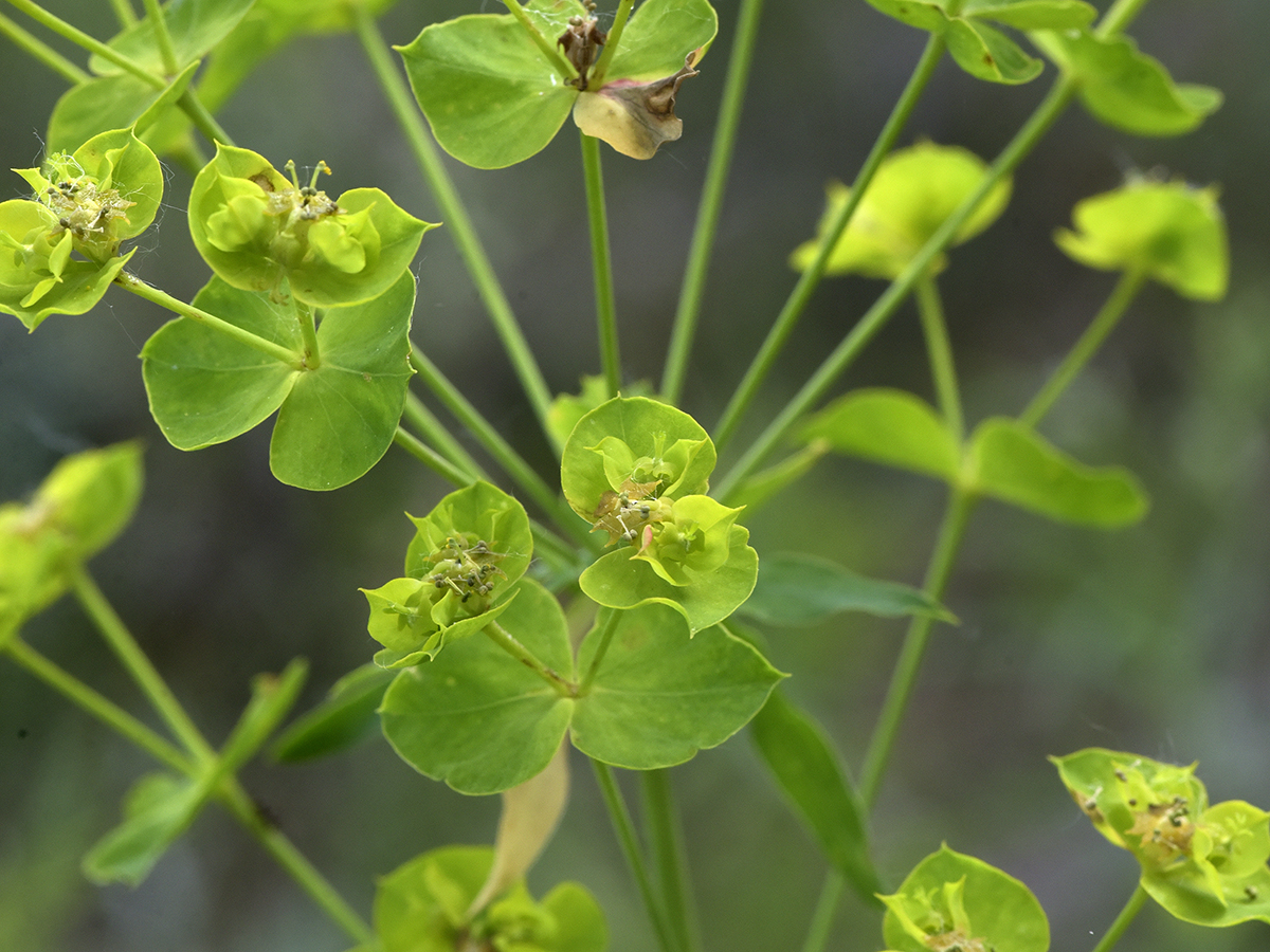 Close up of a leafy spurge weed plant.