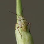 A lygus bug in nymph form.