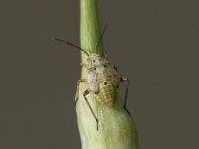 A lygus bug in nymph form.
