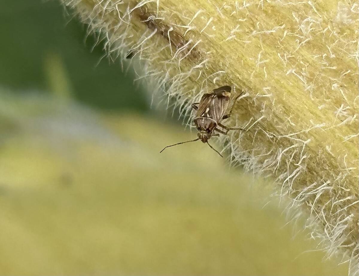 A lygus bug sits on a sunflower plant.