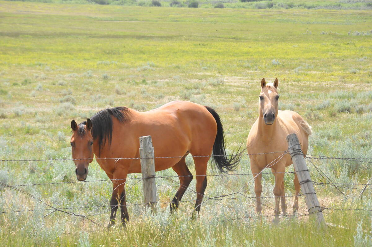 Two horses stand just inside a barbed wire fence surrounding a pasture.