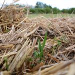 A newly-emerged plant pokes through the litter from previous crops.