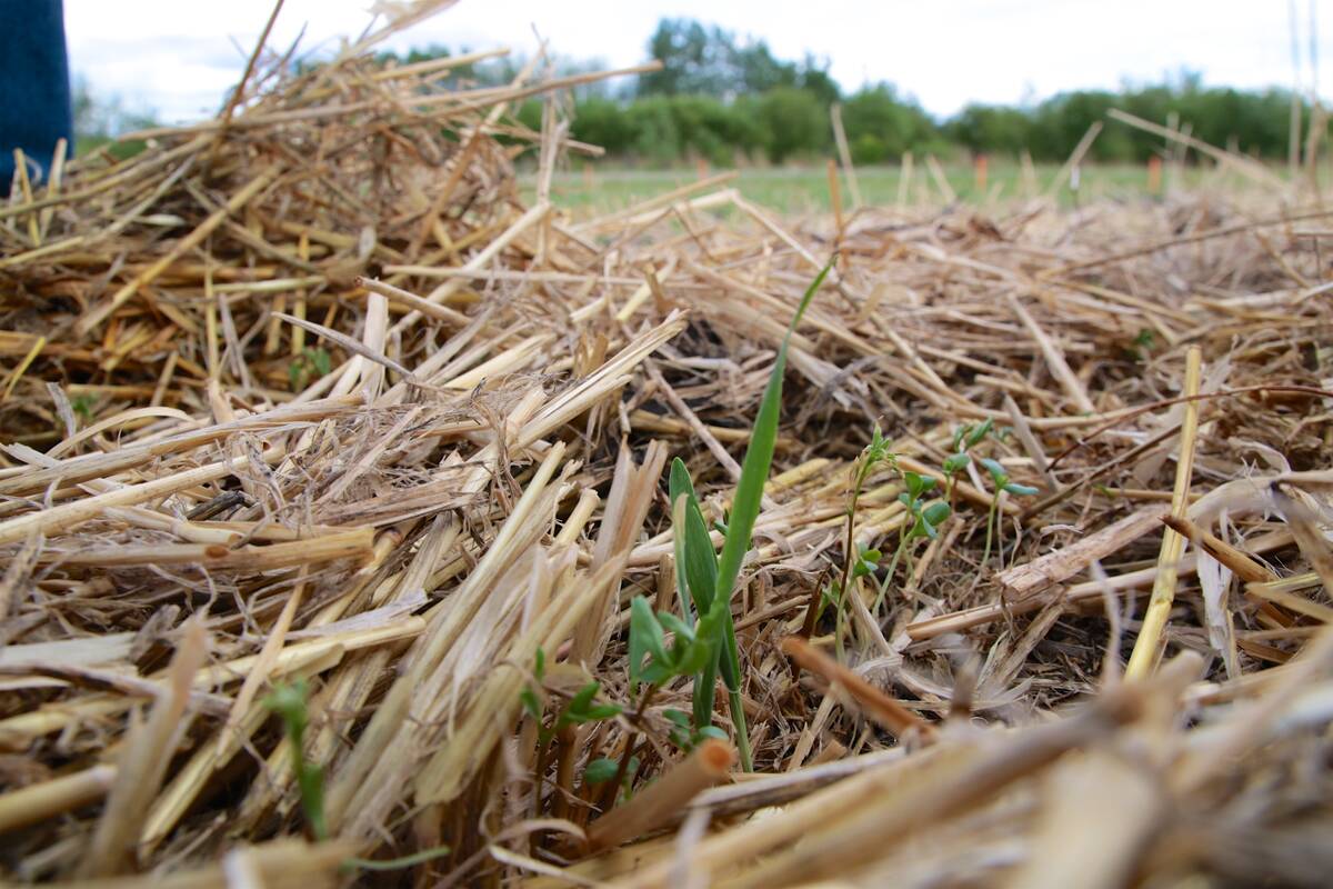 A newly-emerged plant pokes through the litter from previous crops.