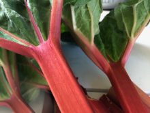 Bright red stalks from a rhubarb plant topped with green leaves sit on a white table.