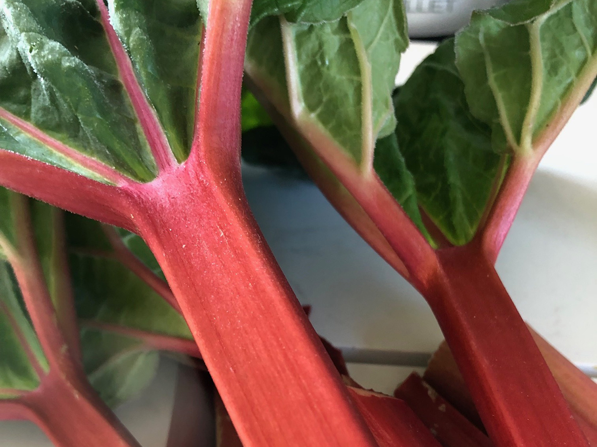 Bright red stalks from a rhubarb plant topped with green leaves sit on a white table.