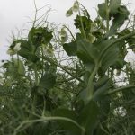 Pea plants with white blossoms are seen from below against a gray cloudy sky.