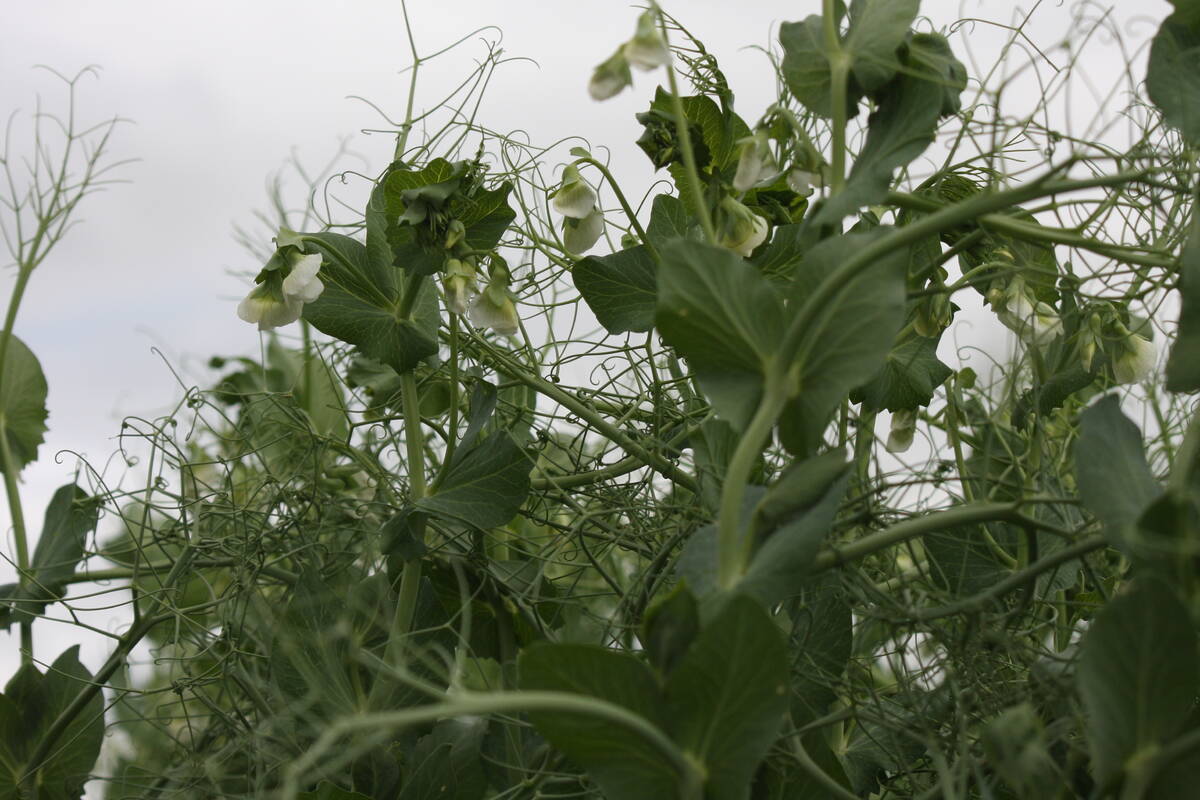 Pea plants with white blossoms are seen from below against a gray cloudy sky.