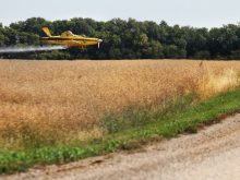 A spray pilot applies a preharvest herbicide to a canola crop near Girvin, Sask.