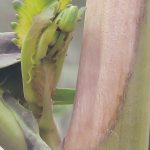 Sclerotinia is visible on the stalk of a canola plant.