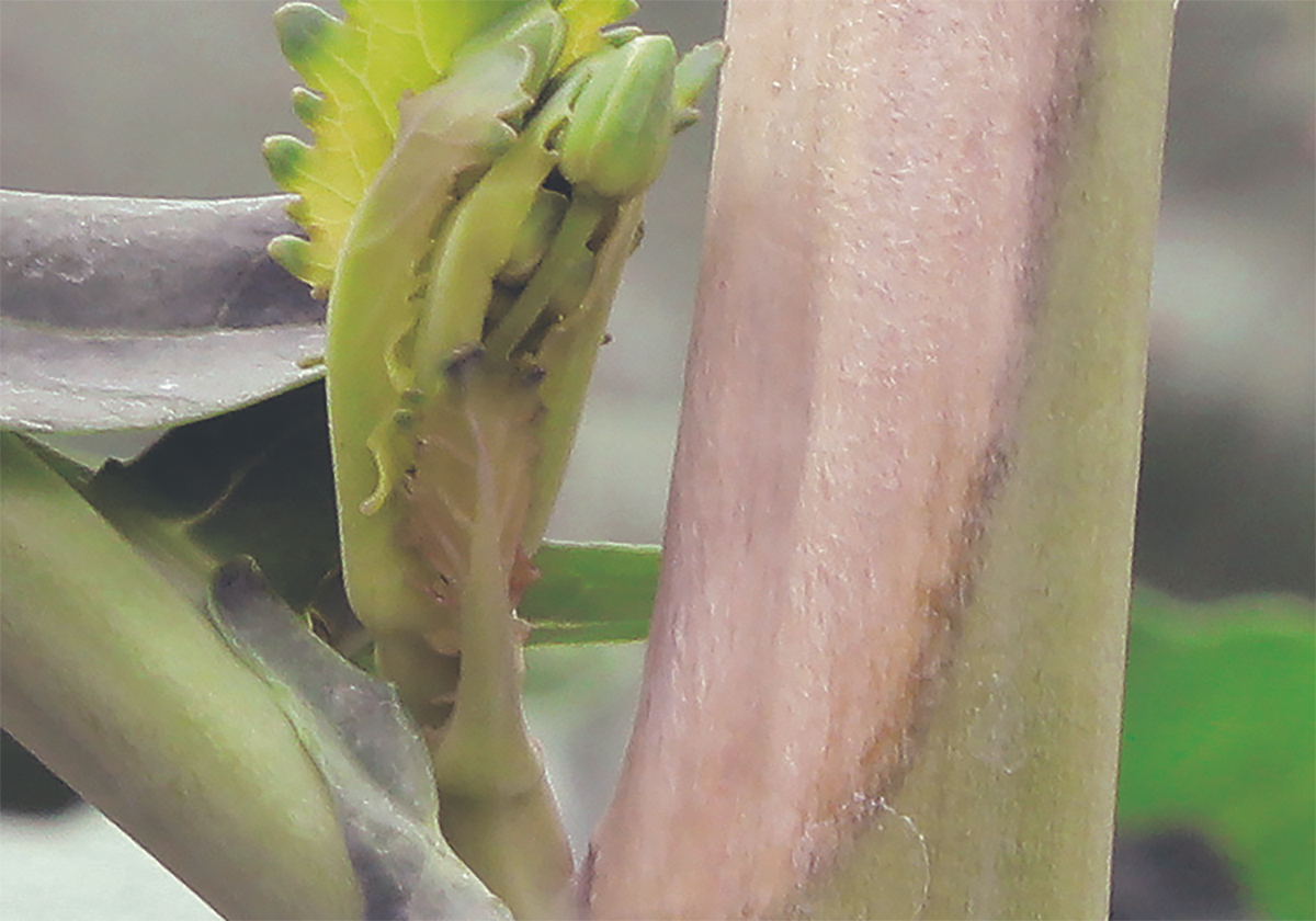 Sclerotinia is visible on the stalk of a canola plant.