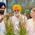 Three McGill University researchers in white lab coats stand in front of some oat plants in a greenhouse.
