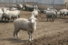 Lambs mull about in a large outdoor pen at a feedlot.