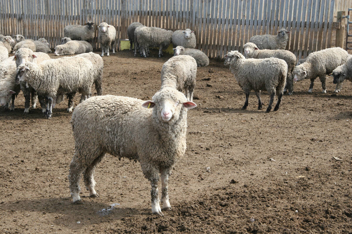 Lambs mull about in a large outdoor pen at a feedlot.