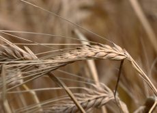 A ripe barley crop bends in the wind.