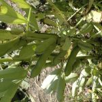 Bulging green fababeans grow from the stalk of a single plant.