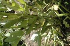 Bulging green fababeans grow from the stalk of a single plant.