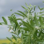 A lone lentil plant nearing maturity with a dark cloudy sky in the background.