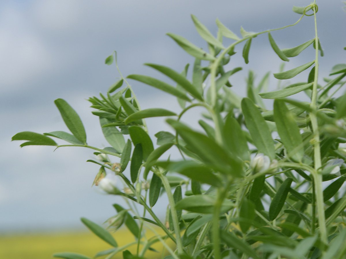 A lone lentil plant nearing maturity with a dark cloudy sky in the background.