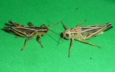 Two adult two-striped grasshoppers stand face-to-face on a green surface..