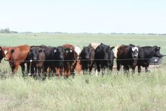 Cattle gathered near a water trough turn to look at the photographer just inside a pasture with a two-wire electric fence.