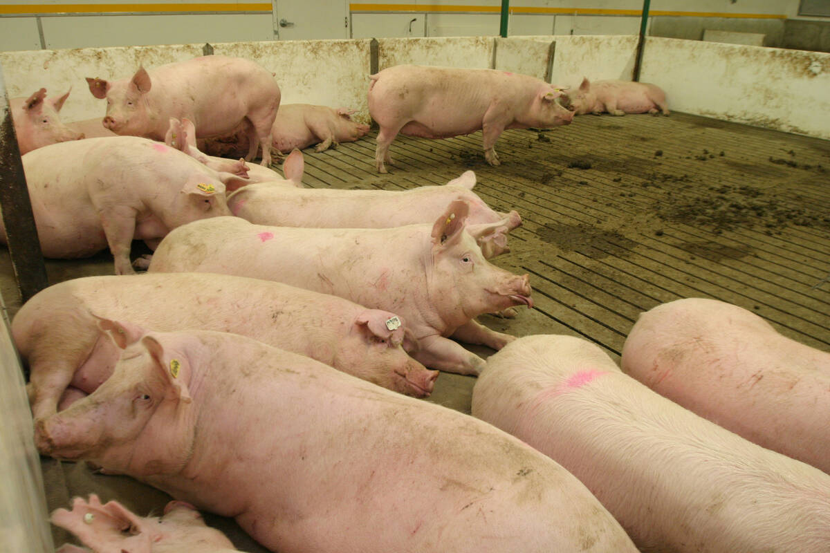 A group of pigs gathered in a pen