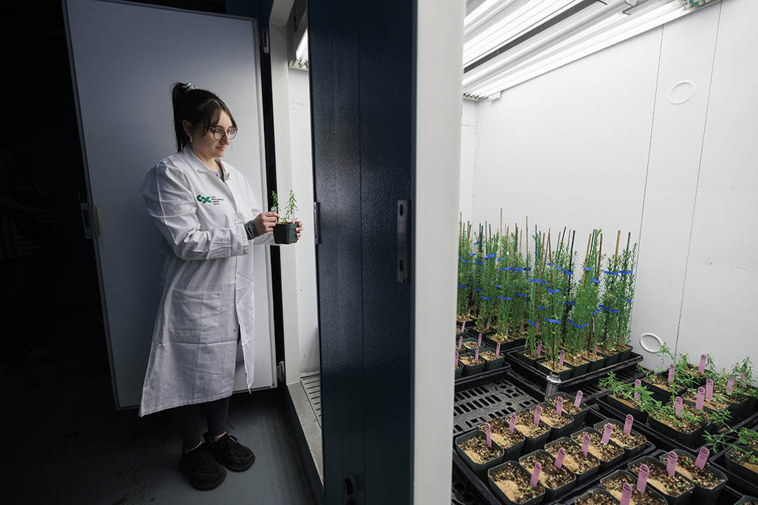 A research technician in a white lab coat examines a plant in a container in her hands while many more sit on the floor of a brightly-lit growth chamber in the Controlled Environment Facility at the University of Saskatchewan’s College of Agriculture and Bioresources. 