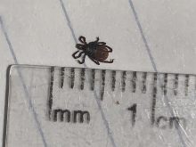 Close-up photo of a dead blacklegged tick laying on a piece of lined white paper next to a clear plastic ruler to show its length.