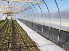 Interior image of a high tunnel, similar to a greenhouse, a semi-permanent structure made of metal or plastic hoops covered with plastic designed to extend the growing season.