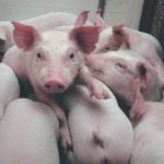 Piglets in an indoor pen.