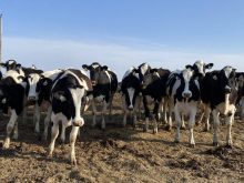 Close-up of a large group of dairy cattle standing in a pasture.