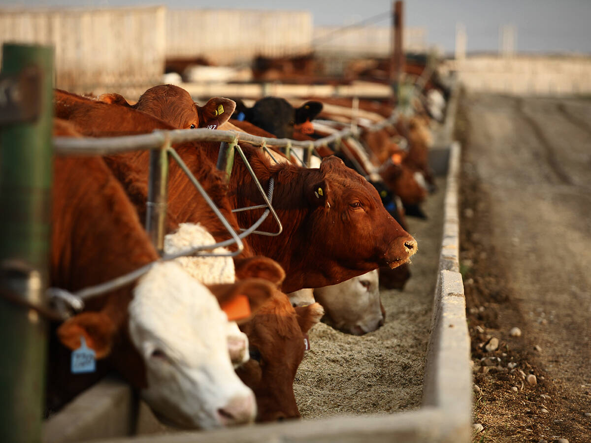 Cattle feeding from a concrete bunk at a feedlot.