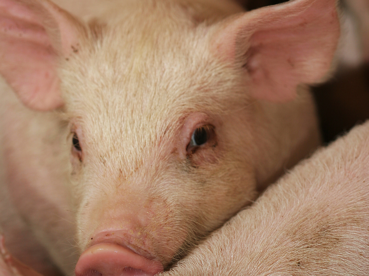 Close-up of a lone pig's face amidst others in an indoor pen.