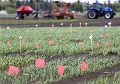 Multiple coloured flags are scattered throughout a crop plot at the University of Saskatchewan. A tractor and an air seeder are parked in the background.