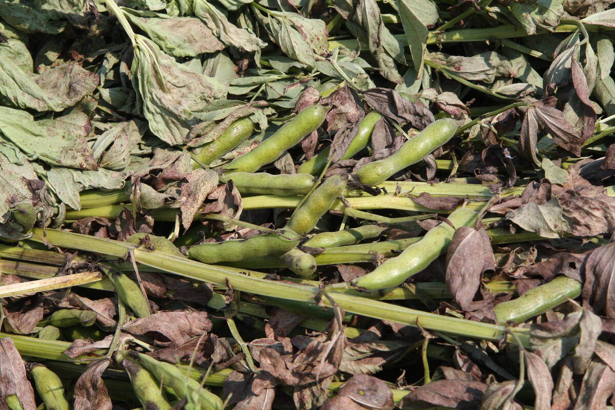Fababeans laying on top of plant leaves on the ground.