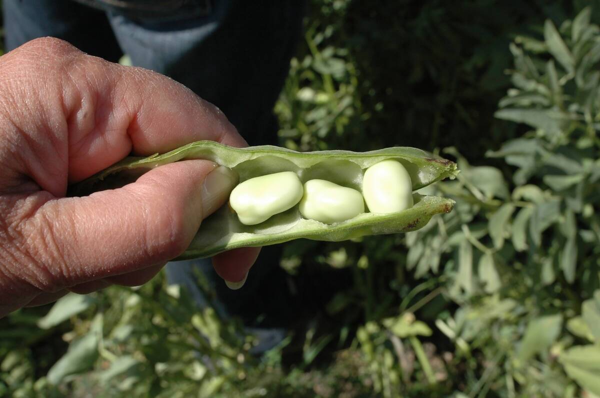 A hand holds a fababean shell that's been cracked open revealing several whitish beans inside.