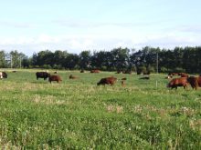 Cattle graze in a lush green pasture bounded by an electric fence.